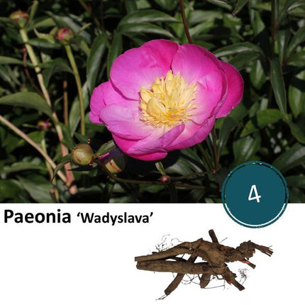 Paeonie 'Wadyslava' - 4x