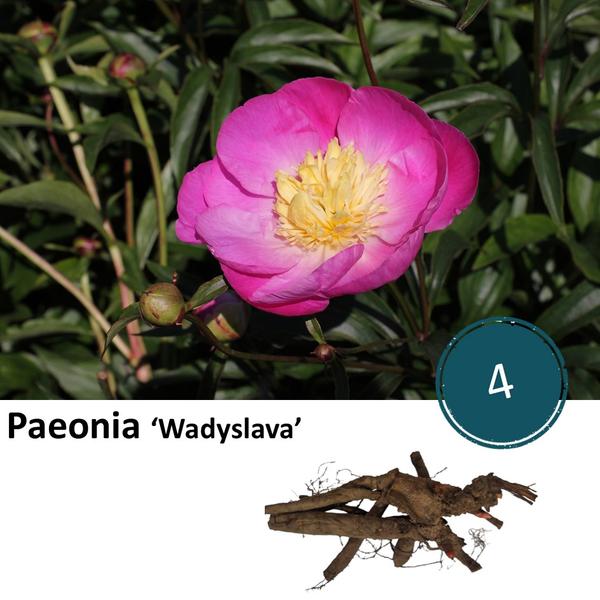 Paeonie 'Wadyslava' - 4x