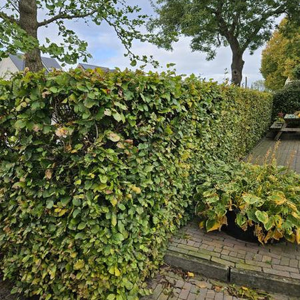 Fagus sylvatica  - Blote wortel - 40/60 - 100x