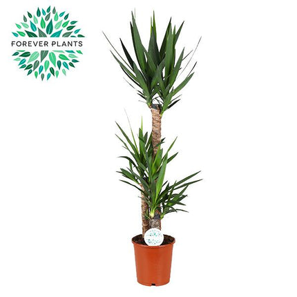 Yucca - Ø24cm - ↕125cm