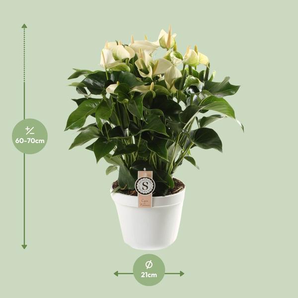 Anthurium White Champion 21cm - Ø21cm - ↕65cm