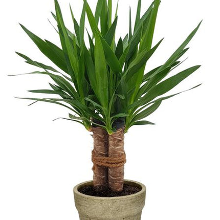 Yucca "Tres Cañas" Stam - Ø19cm - ↕70cm + Invorno Pot D20x18cm - Naturel