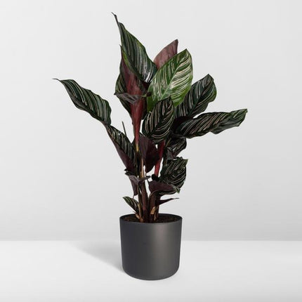 Calathea Ornata - Ø14cm - ↕50cm