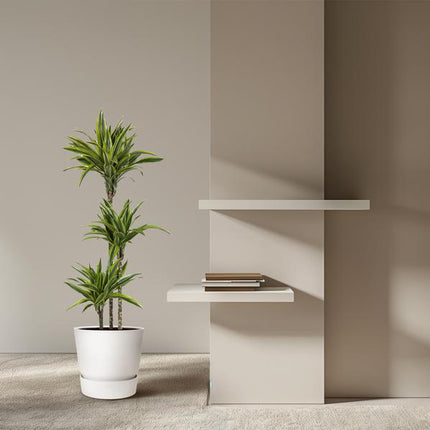 Dracaena Lemon Lime - 140 cm - ø24