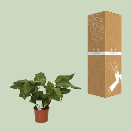 Calathea Network - Pauwenplant - Ø14cm - ↕30cm