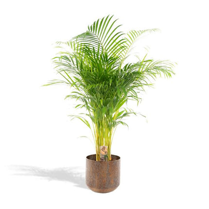 Areca palm met pot - ↨110cm - Ø21cm