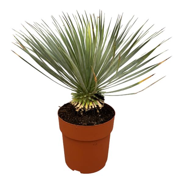 Yucca Rostrata op stam - 70 cm - Ø30