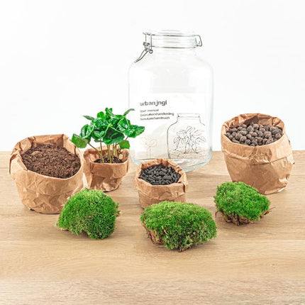 DIY terrarium - Jar - Coffea Arabica - ↕ 28 cm - Rake + Shovel + Tweezer