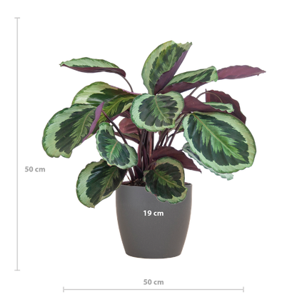 Calathea Medaillon met Viber grijs - 65cm - Ø19