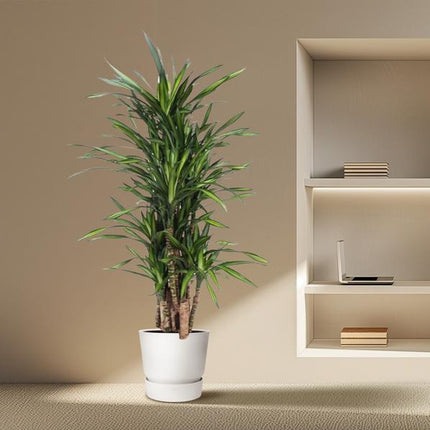 Dracaena Riki - 140 cm - ø30