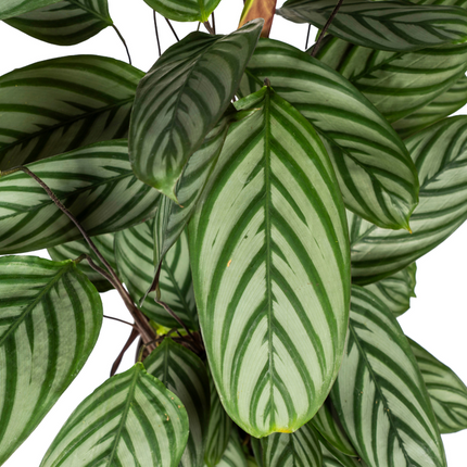 Calathea Oppenheimiana Ø24cm - ↕80 - 100cm