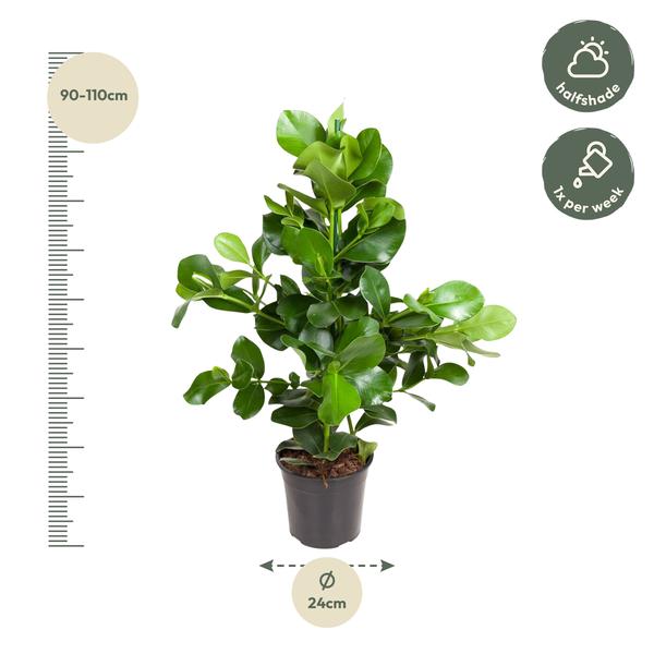 Clusia Rosea - 130 cm - ø24