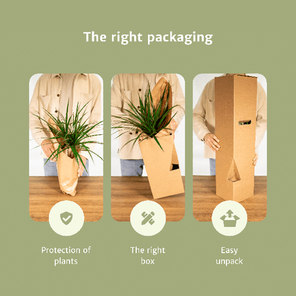 Verrassingsbox - Ø12cm - ↕25cm - x6