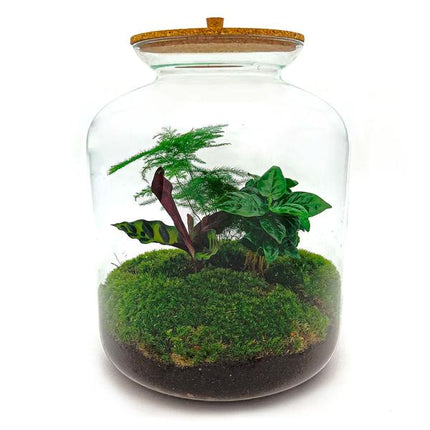 DIY terrarium - Lukas - ↕ 33 cm - Normal
