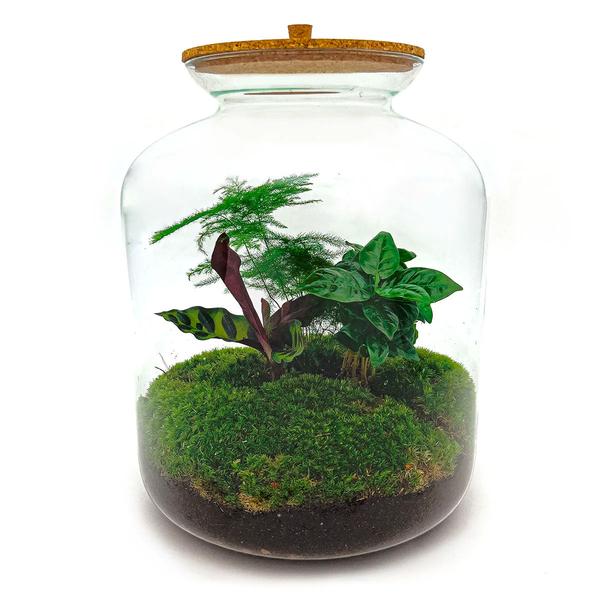 DIY terrarium - Lukas - ↕ 33 cm - Normal