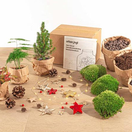 Planten terrarium pakket - Mini-kerstboom - 3 planten -  Navulling & Startpakket - DIY Christmas