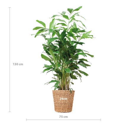 Caryota Mitis XL met mand Torun - 130cm - Ø24