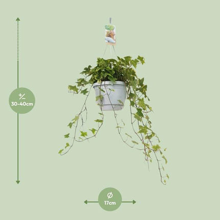 Hedera Helix Geelbont - Hangpot Wit / Basic - Ø17cm - ↕cm