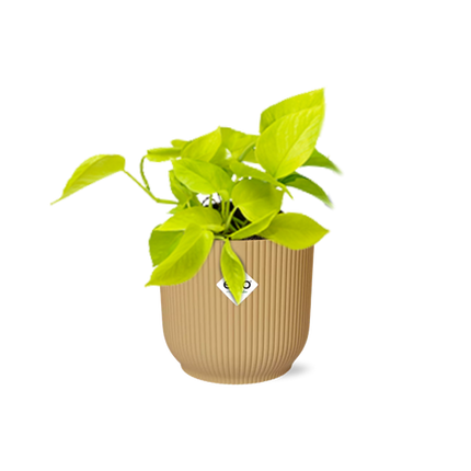 Epipremnum Pinnatum ‘Golden Pothos’ in ELHO Vibes Fold 14cm geel