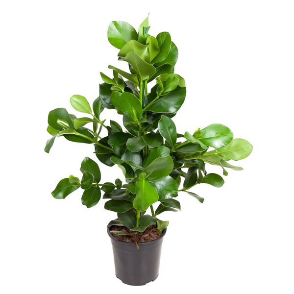 Clusia Rosea - 130 cm - ø24
