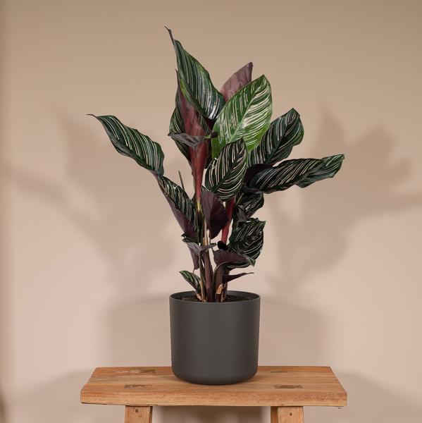 Calathea Ornata - Ø14cm - ↕50cm