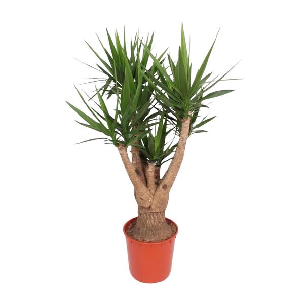 Yucca Elephantipes vertakt - 160 cm - ø32
