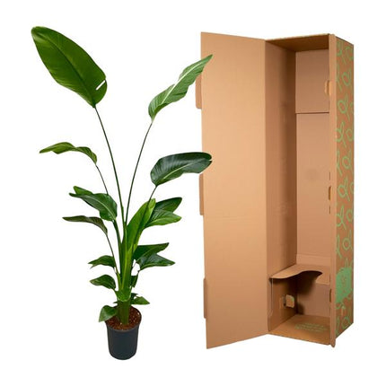 Strelitzia Nicolai - 180 cm - ⌀24