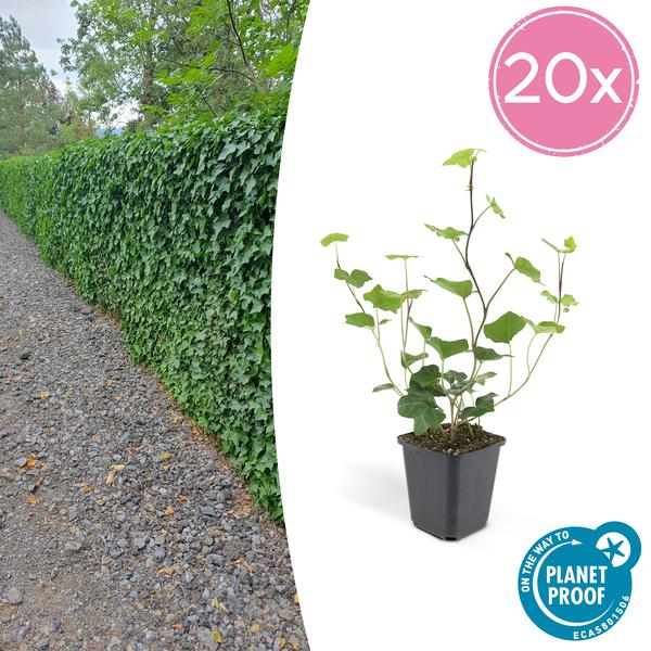 20x Hedera Hibernica - ↕10-25cm - Ø9cm