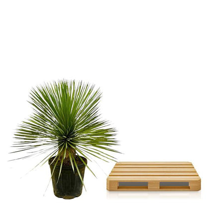 Yucca Rostrata op stam - 70 cm - Ø30