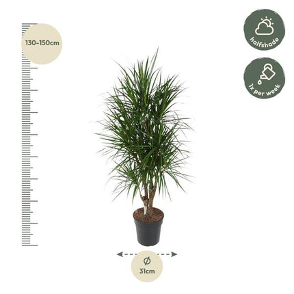 Dracaena Marginata vertakt - 140 cm - ø31