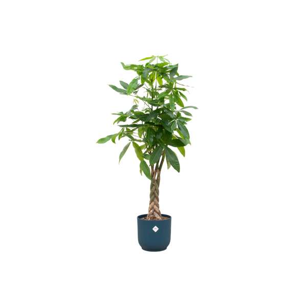 Combi deal - Pachira Aquatica inclusief elho Vibes Fold Round blauw Ø30 - 150 cm