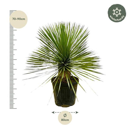 Yucca Rostrata op stam - 70 cm - Ø30