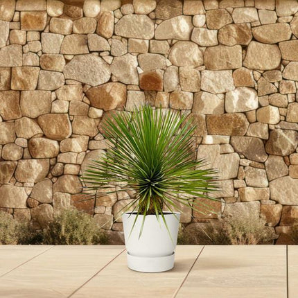 Yucca Rostrata op stam - 70 cm - Ø30