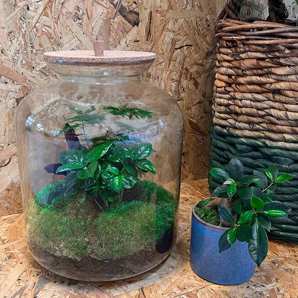DIY terrarium - Lukas - ↕ 33 cm - Rake + Shovel + Tweezer + Scissors