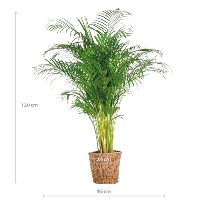 Areca Palm (dypsis) XL met mand Torun - 120cm - Ø24