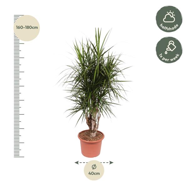 Dracaena Marginata vertakt - 160 cm - ø32