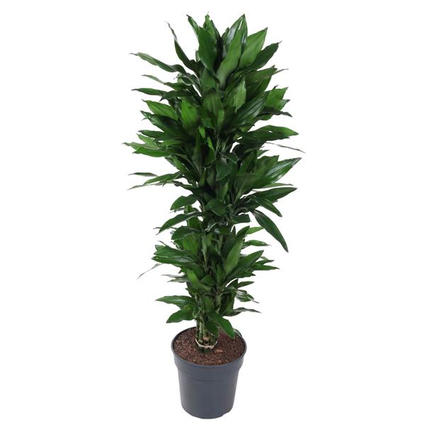 Dracaena Janet Lind vertakt - 130 cm - ø31
