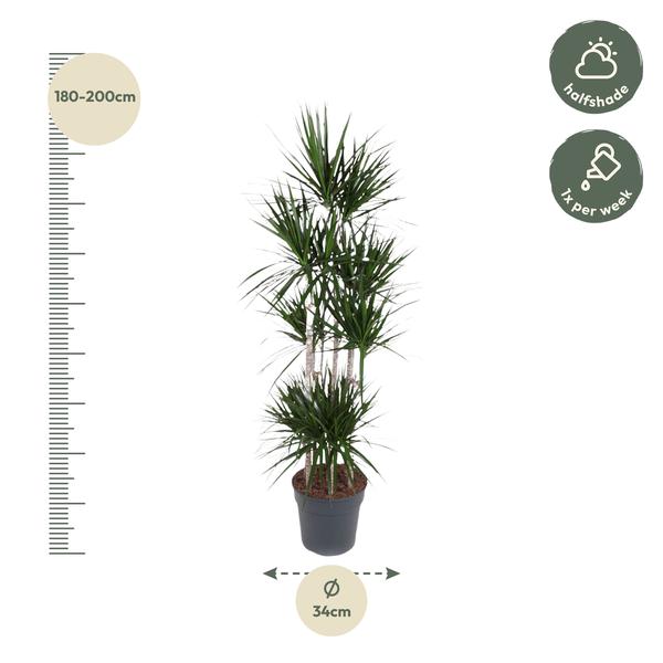Dracaena Marginata Carrousel - 190 cm - ø34