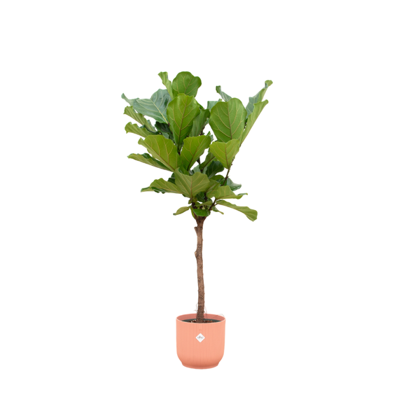 Combi deal - Ficus Lyrata op stam inclusief elho Vibes Fold Round roze Ø30 - 160 cm
