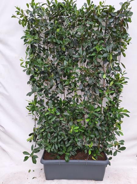 Photinia Fraseri 'Red Robin' - Glansmispel - Kant-en-Klaar Haag - 120 x 180 cm