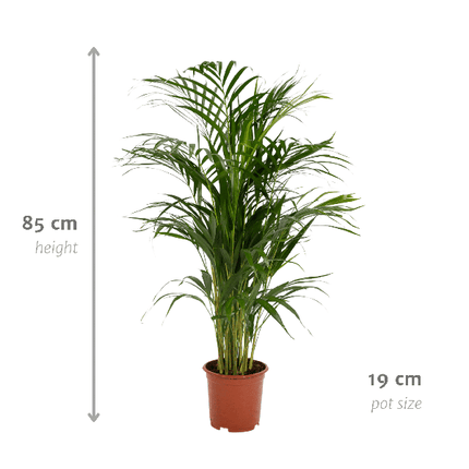 Areca palm - Ø19cm - ↕85cm