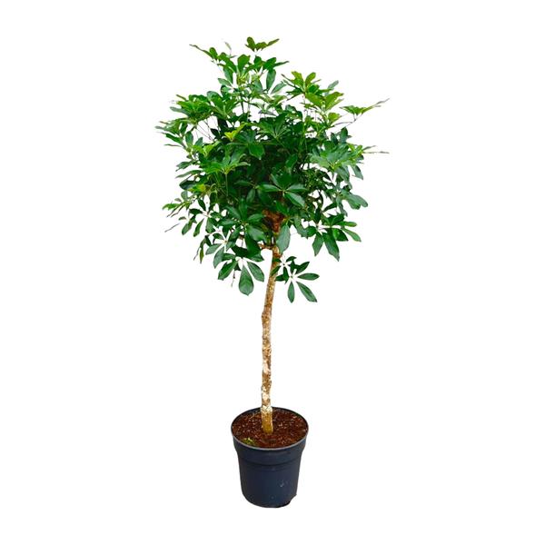 Schefflera op stam - 170cm - ø35