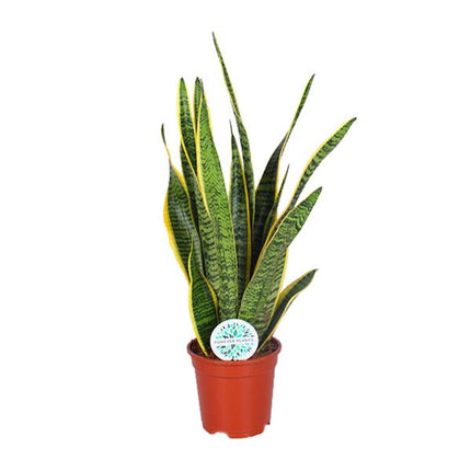 Sansevieria Trifasciata Laurentii - Ø17cm - ↕60cm