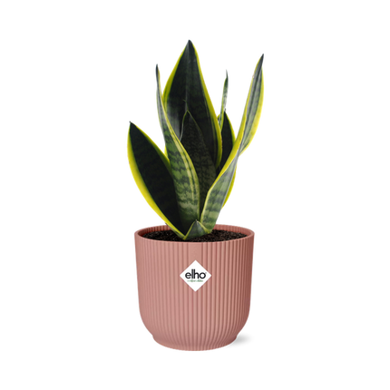 Sansevieria Futura Superba in ELHO Vibes Fold 14cm roze