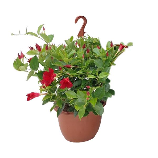 Sundaville Hanging Basket Tricolor - Ø25cm - ↕50cm