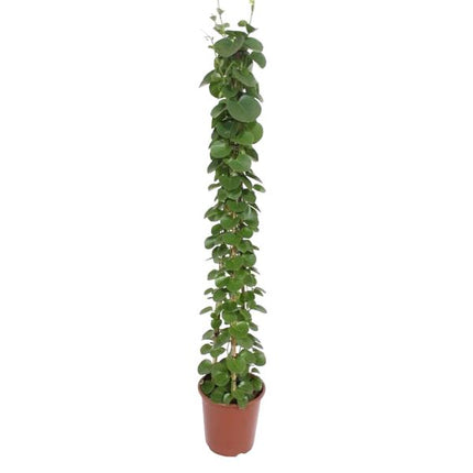 Cissus rotundifolia pyramide - 160 cm - ø27