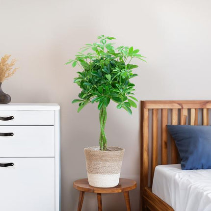 Schefflera Arab Nora met Mand Lissabon wit  - 70cm - Ø21