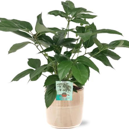 Schefflera Actinophylla Emerald Green - Ø19cm - ↕75cm + Terni Pot D20x20cm - Roze