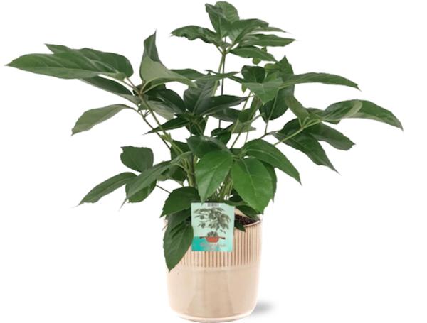 Schefflera Actinophylla Emerald Green - Ø19cm - ↕75cm + Terni Pot D20x20cm - Roze