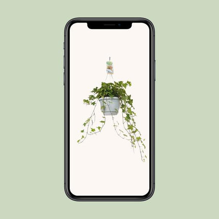 Hedera Helix Geelbont - Hangpot Wit / Basic - Ø17cm - ↕cm